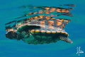 This image is of one of the 30 baby turtles we released north of Grand Bahamas Island. This is a Hawksbill Turtle. 